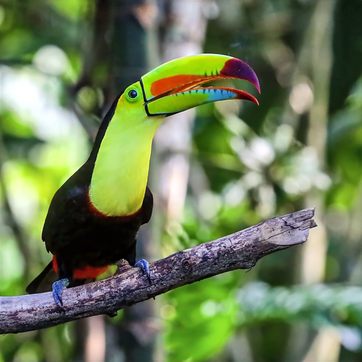Keel-billed Toucan - ML647489716