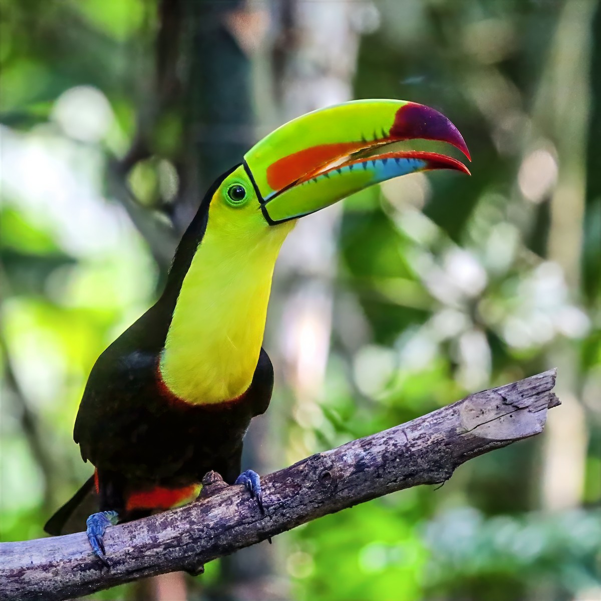 Keel-billed Toucan - ML647489717
