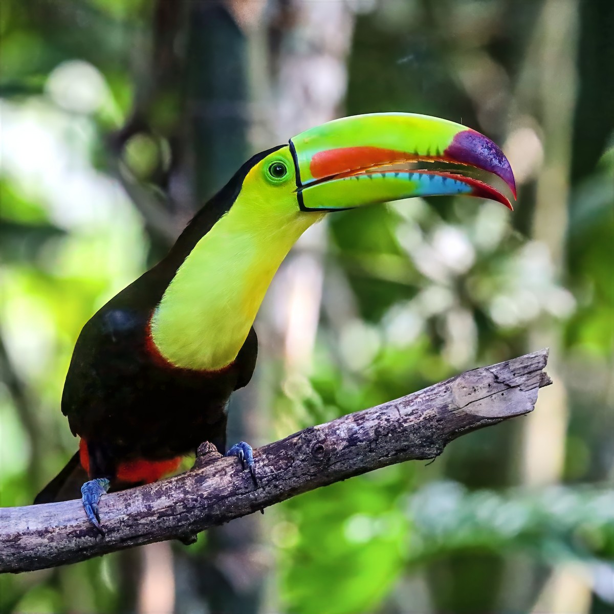 Keel-billed Toucan - ML647489718