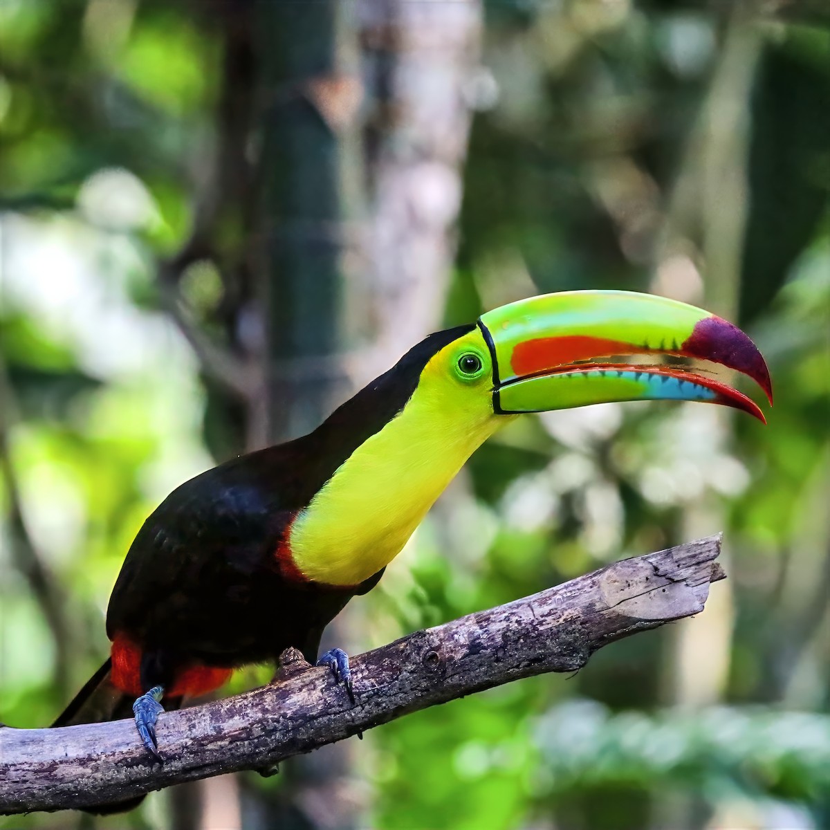 Keel-billed Toucan - ML647489719