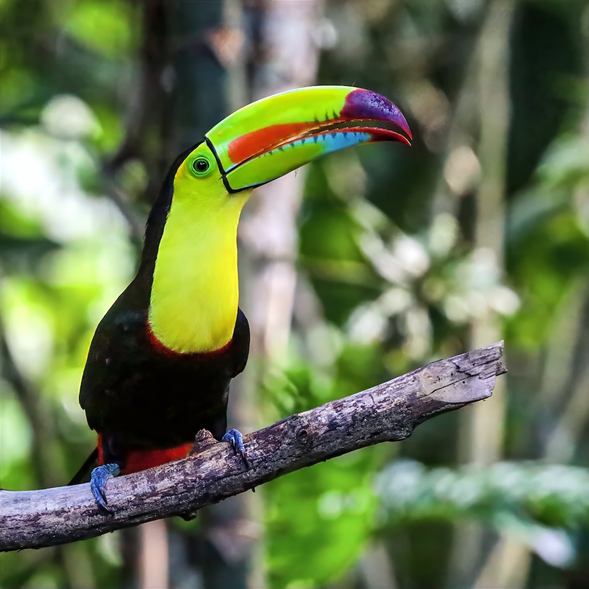 Keel-billed Toucan - ML647489720
