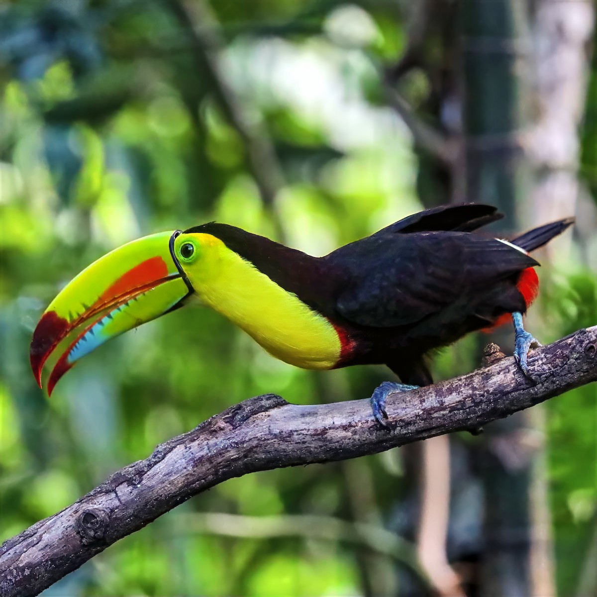 Keel-billed Toucan - ML647489721