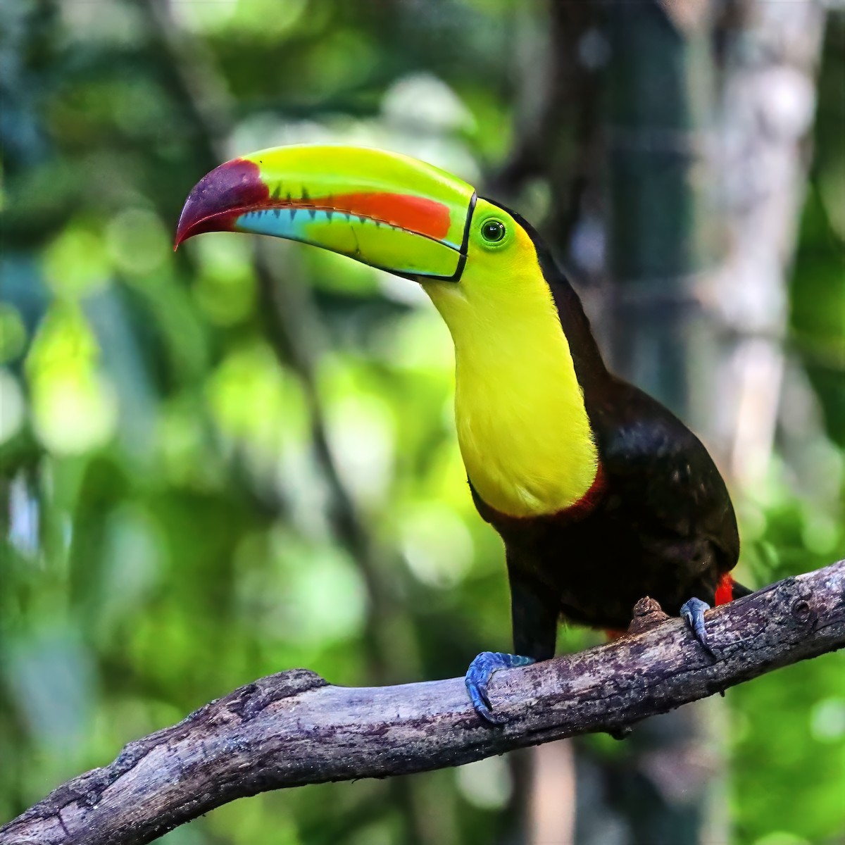 Keel-billed Toucan - ML647489723