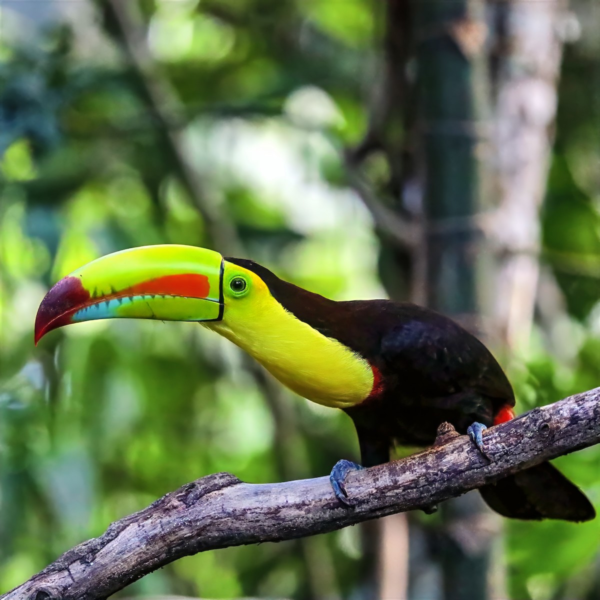 Keel-billed Toucan - ML647489724