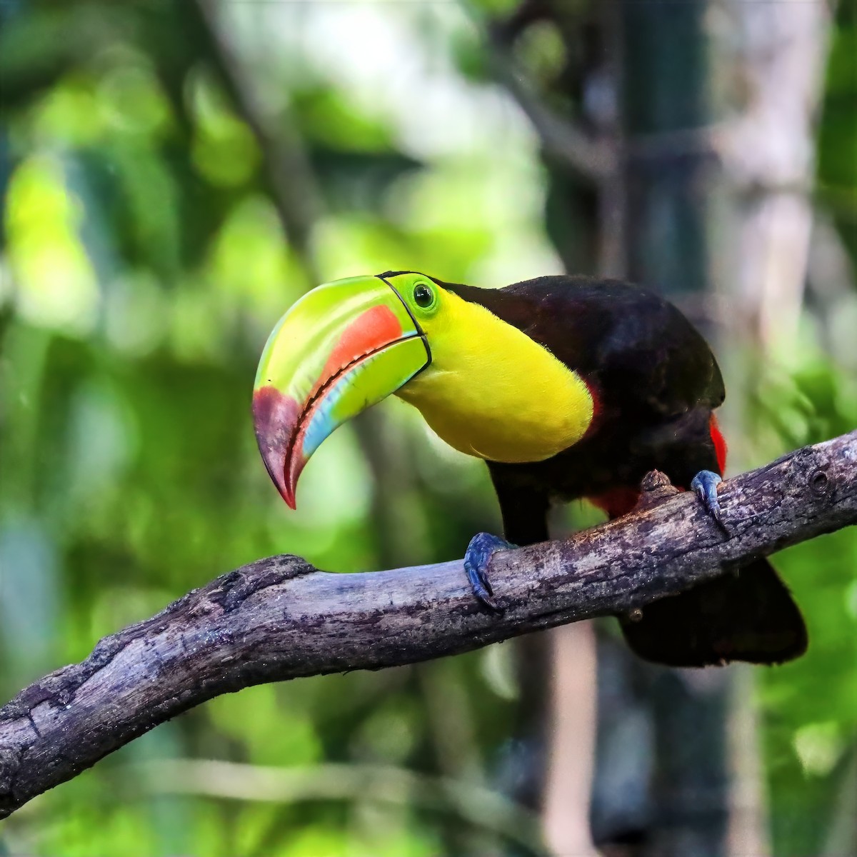 Keel-billed Toucan - ML647489725