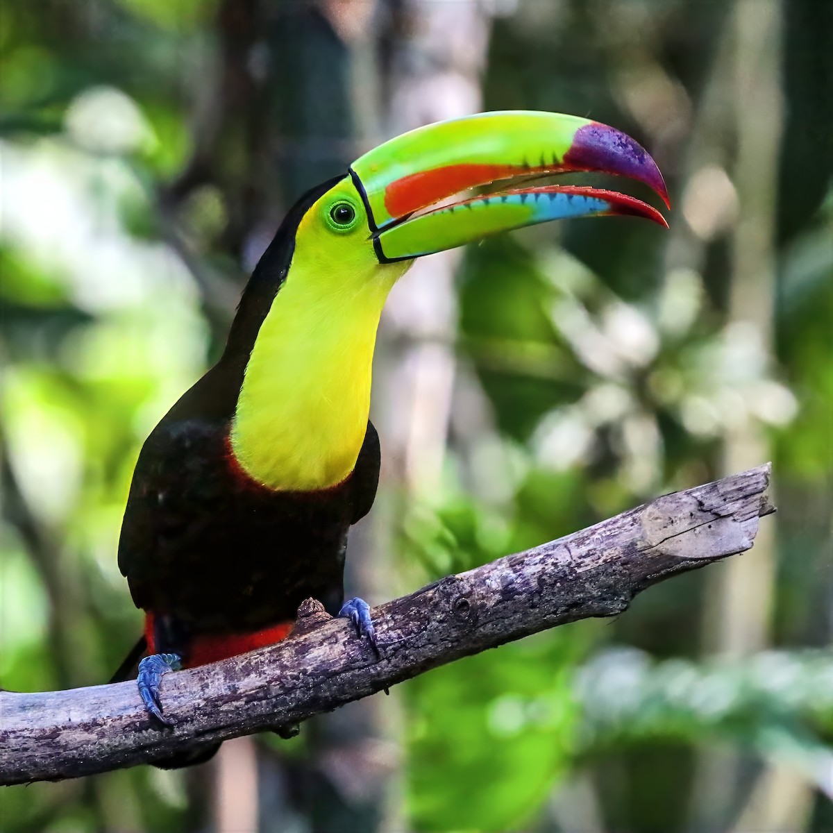 Keel-billed Toucan - ML647489726