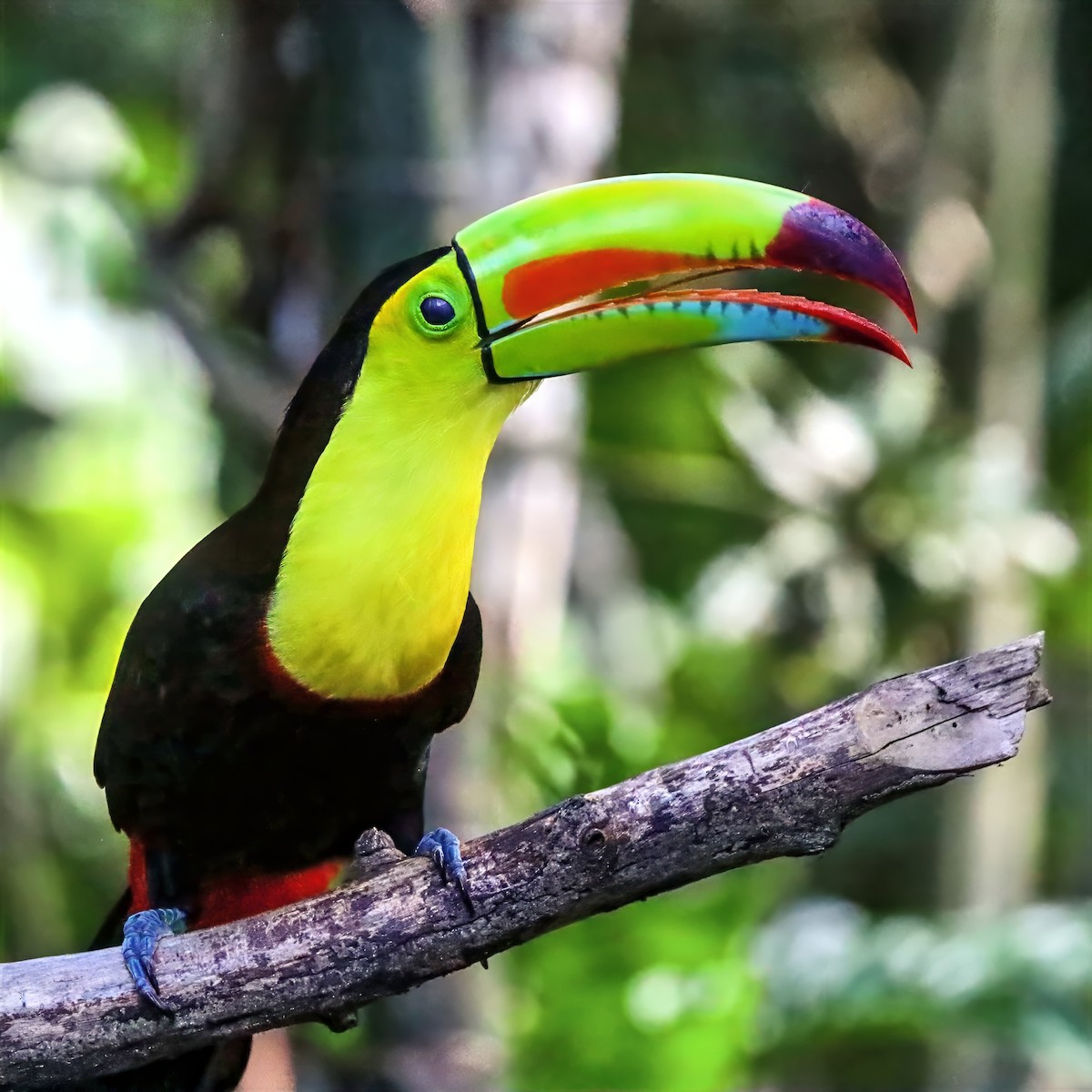Keel-billed Toucan - ML647489727