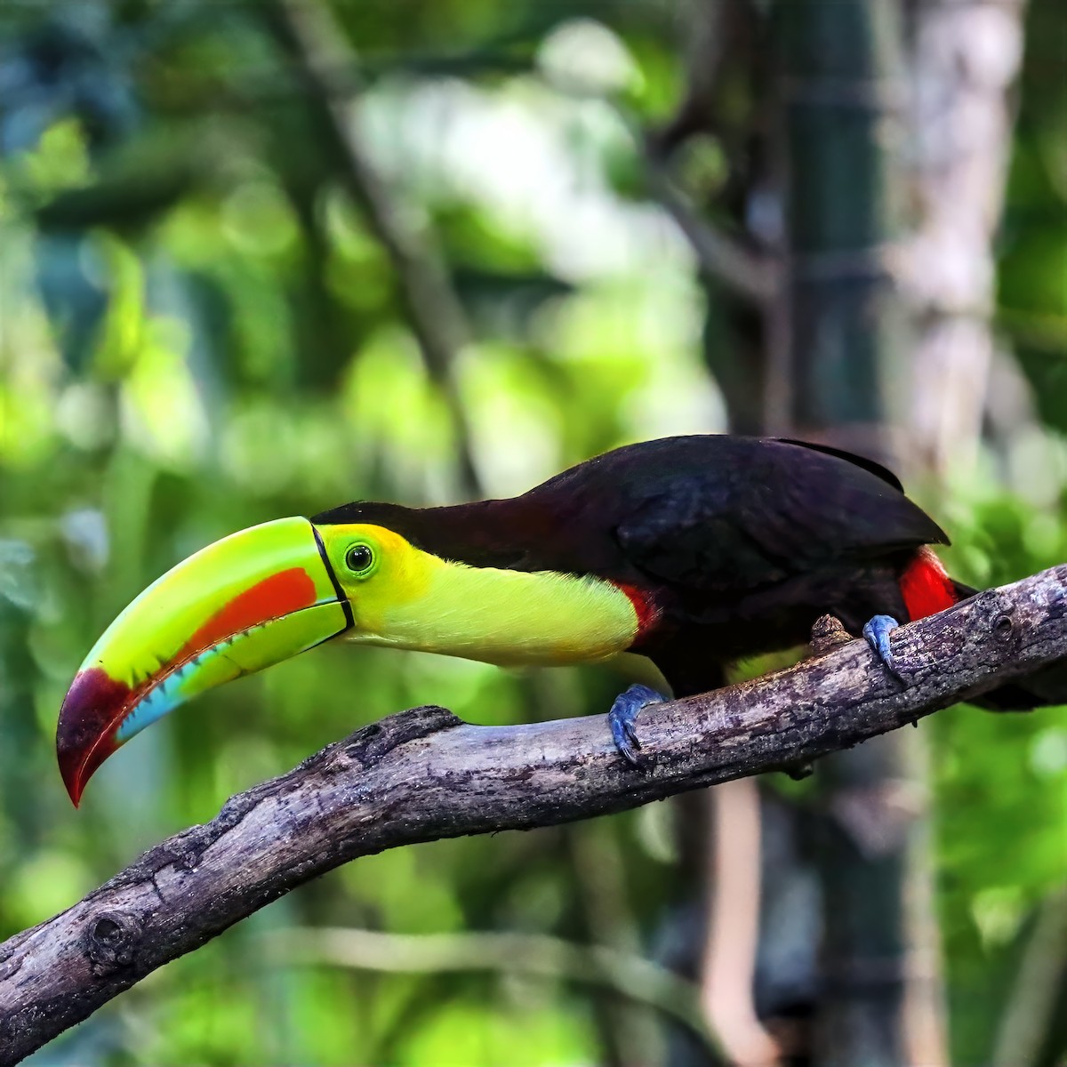 Keel-billed Toucan - ML647489728