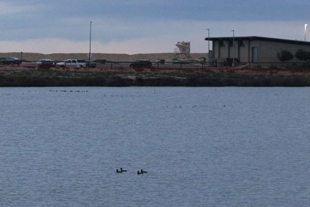 Murgilari txikia - ML647489730