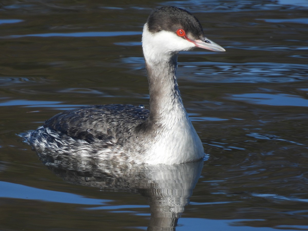 Txilinporta urrebelarria - ML647489732