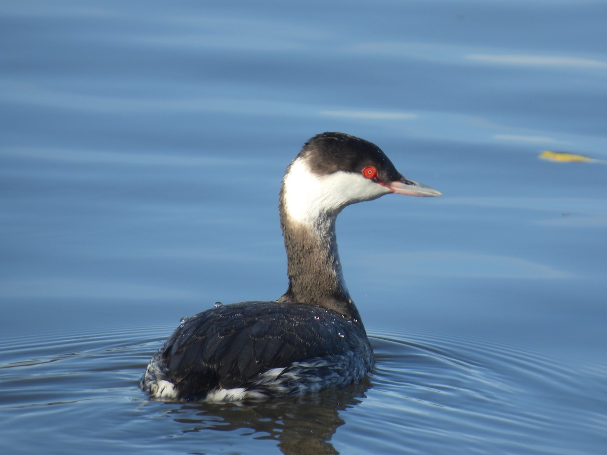 Txilinporta urrebelarria - ML647489733