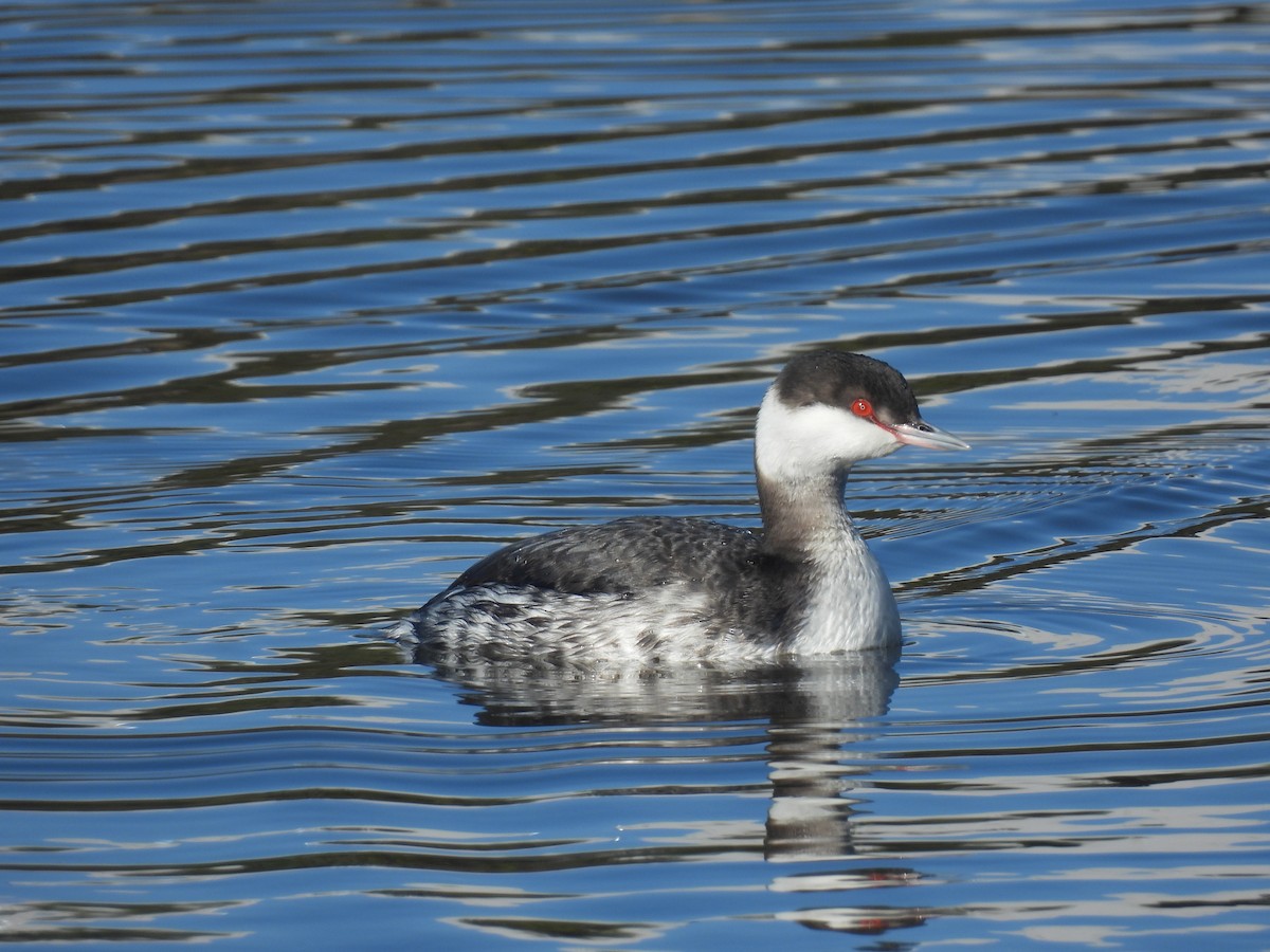 Txilinporta urrebelarria - ML647489734