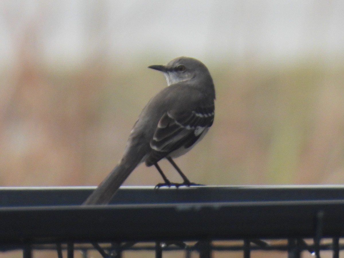 Northern Mockingbird - ML647489735