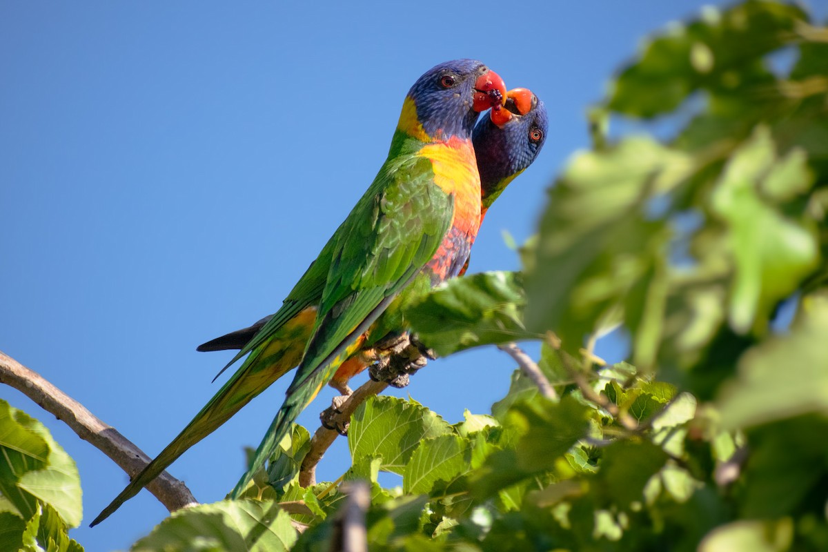 Rainbow Lorikeet - ML647489736