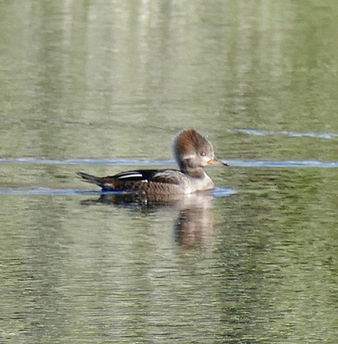 Zerra buruhandia - ML647489737