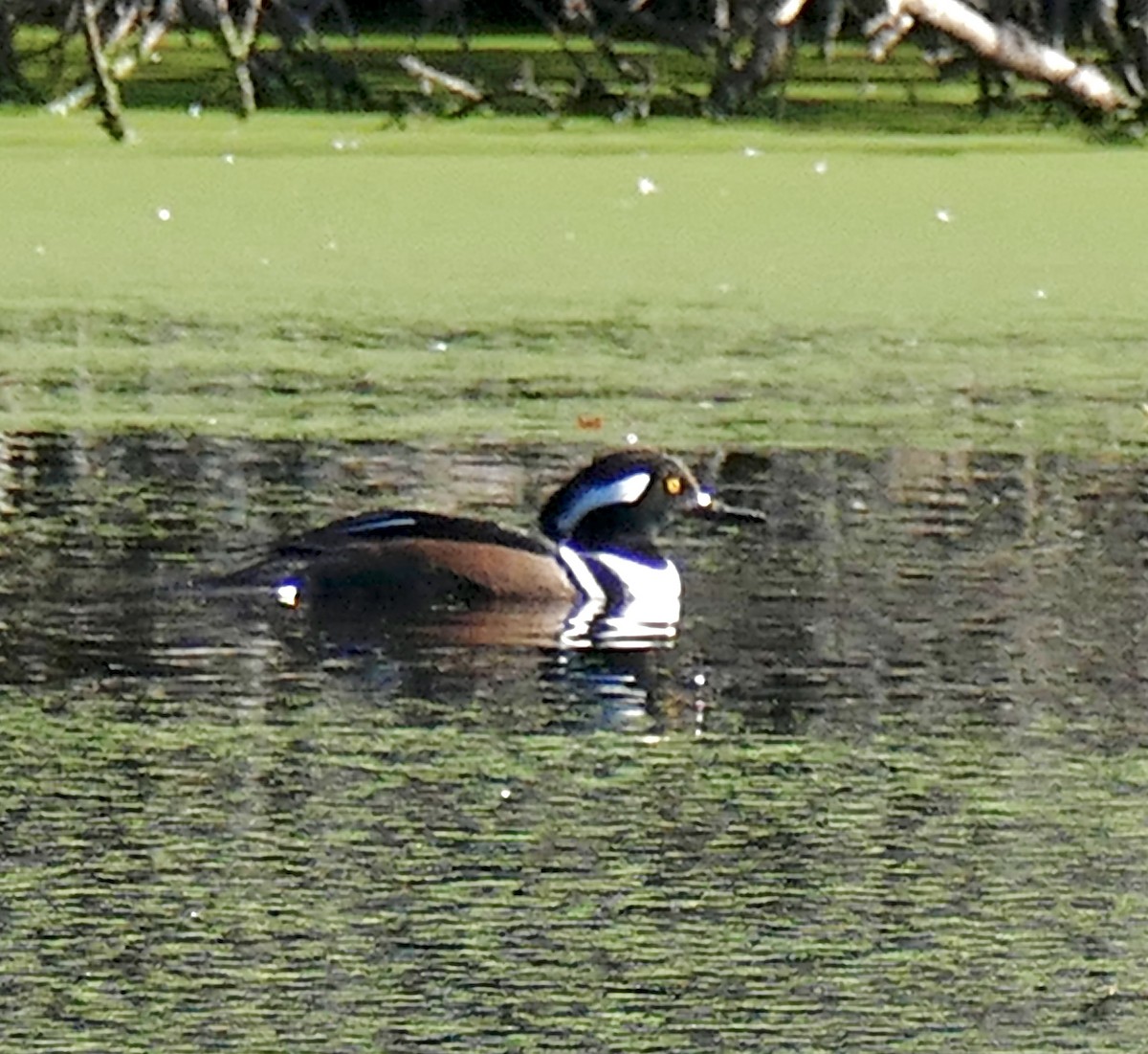 Zerra buruhandia - ML647489738