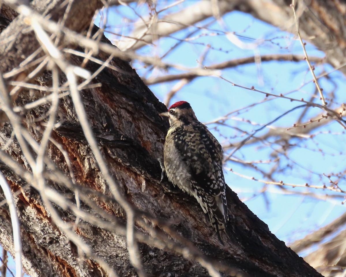 Yellow-bellied Sapsucker - ML647489739