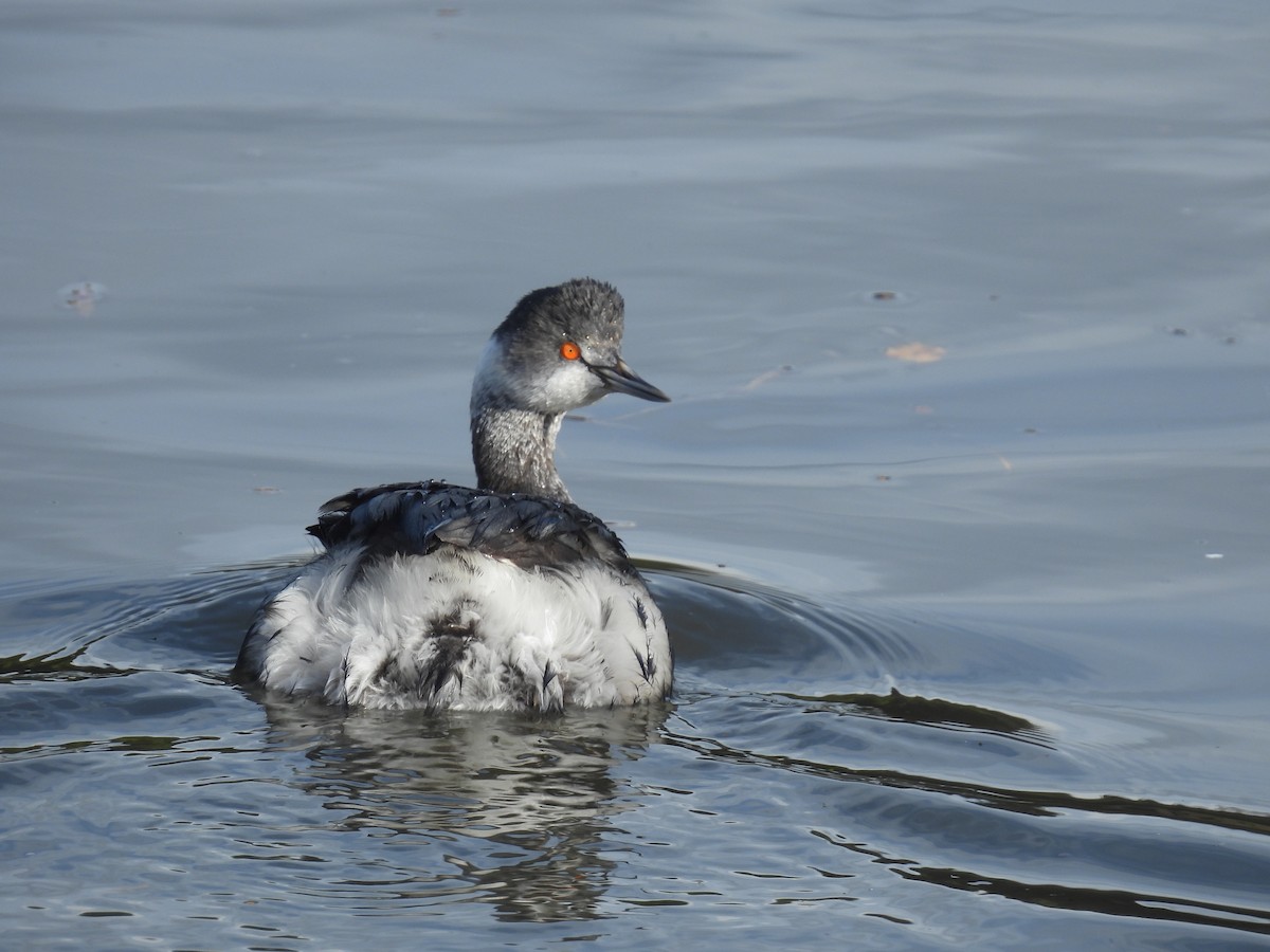 Grèbe à cou noir - ML647489740