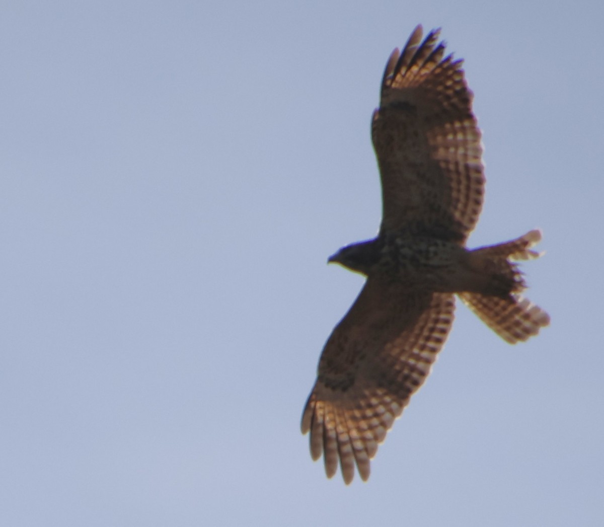 káně páskovaná - ML647489751