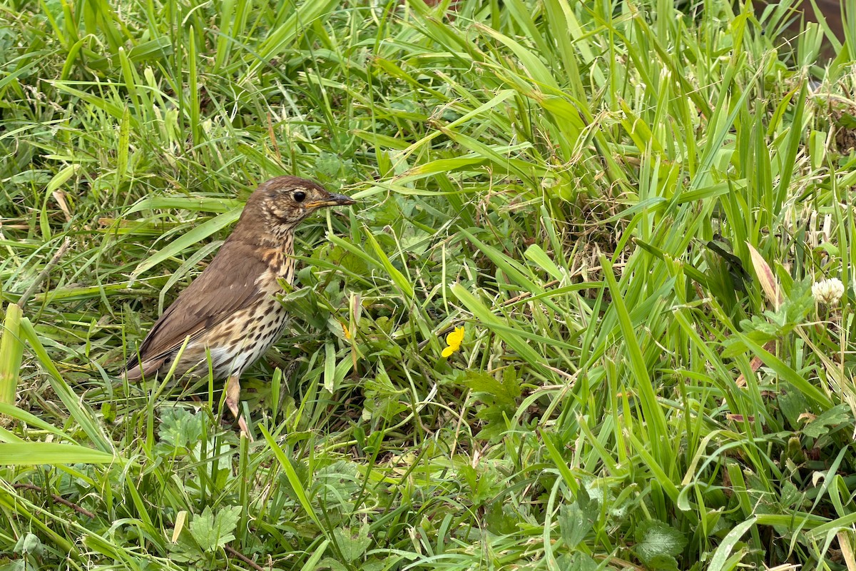 Singdrossel - ML647489761