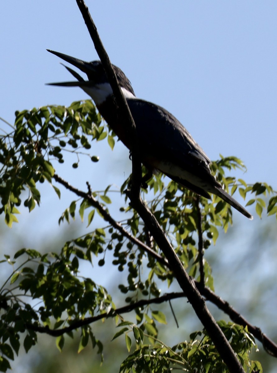 Ringed Kingfisher - ML647489779