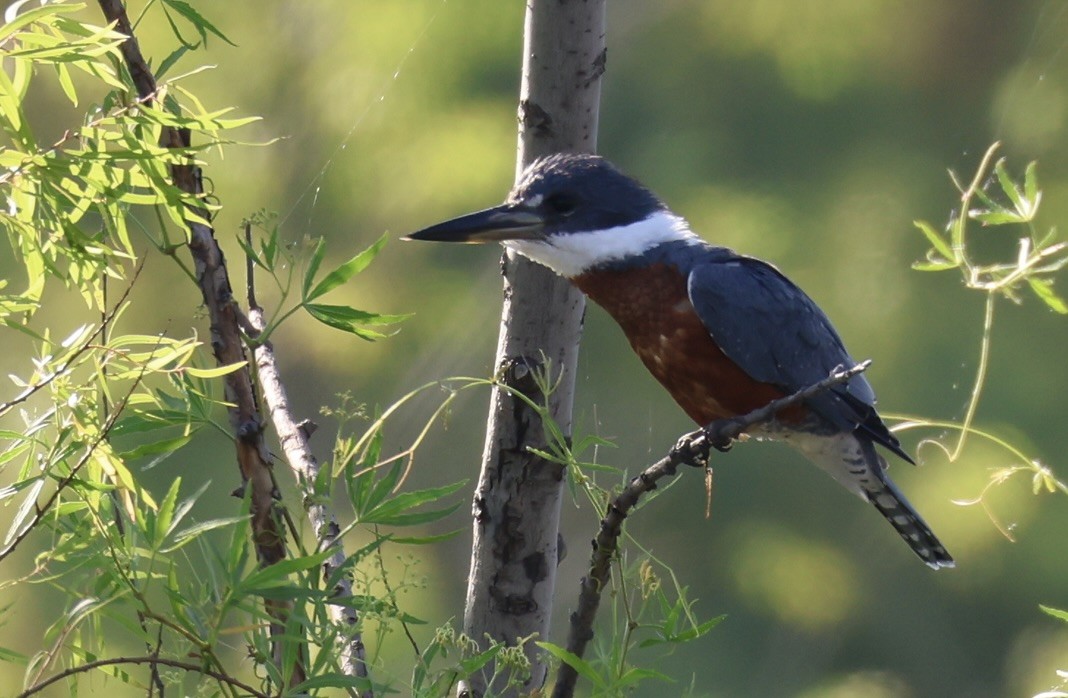 Ringed Kingfisher - ML647489789