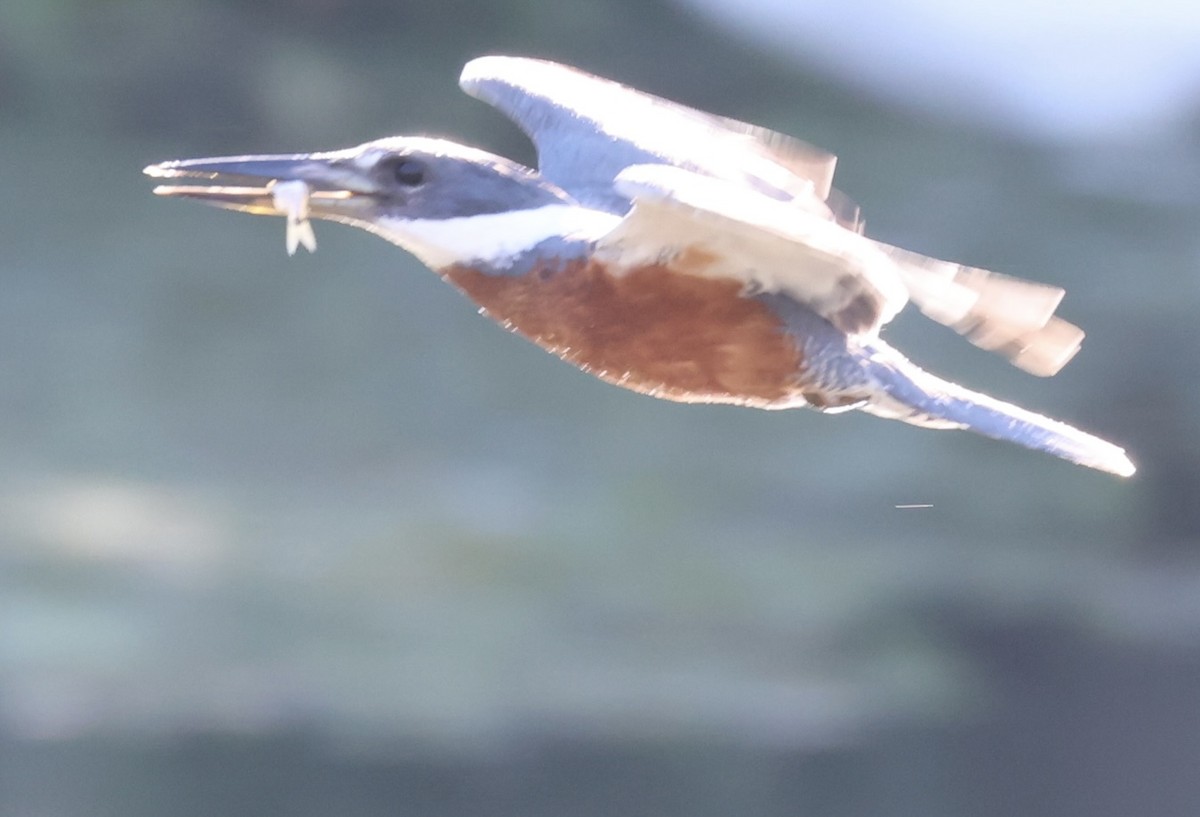 Ringed Kingfisher - ML647489796
