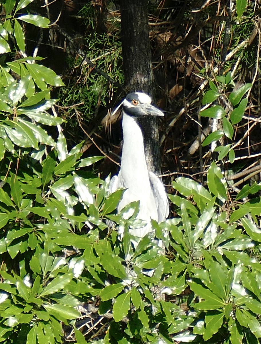 Yellow-crowned Night Heron - ML647489798