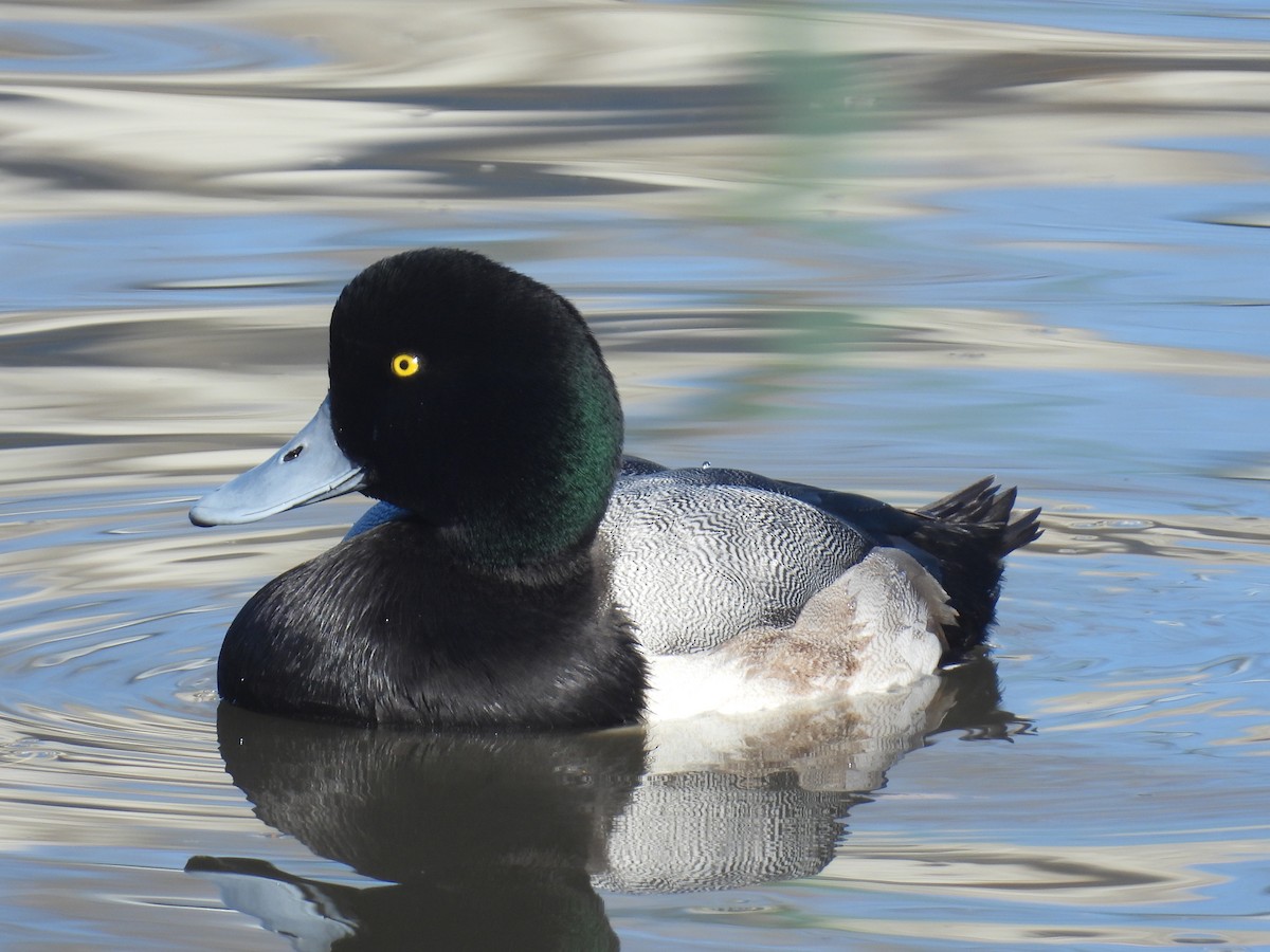 Морская чернеть - ML647489803