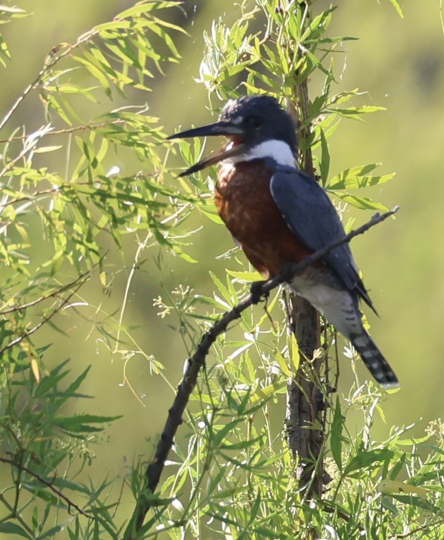 Ringed Kingfisher - ML647489806