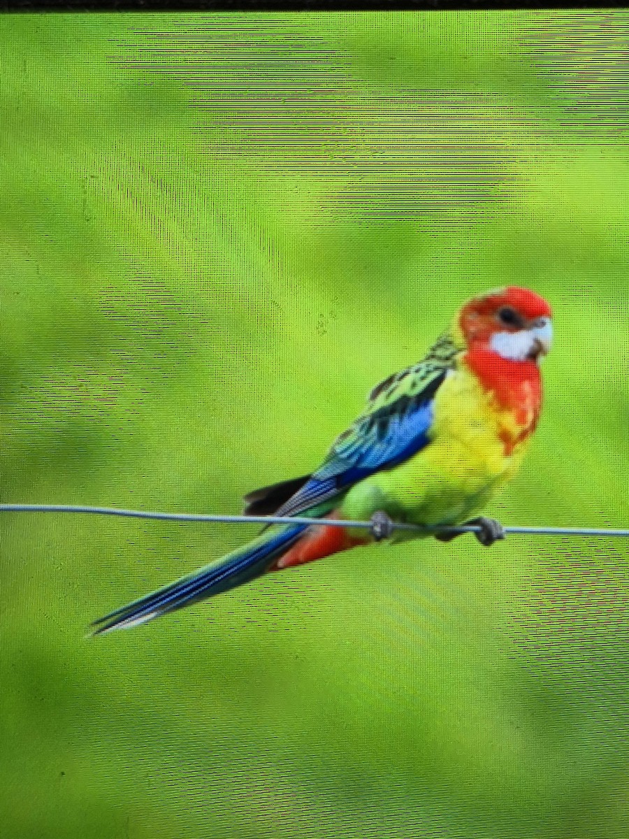 Eastern Rosella - ML647489823