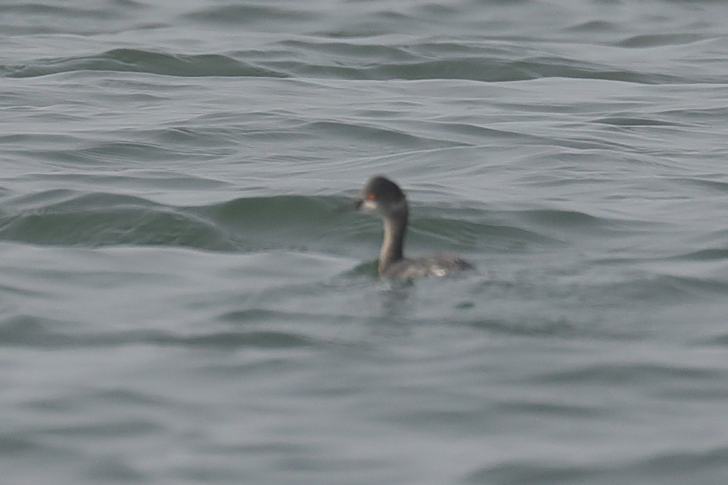 potápka černokrká - ML647489828