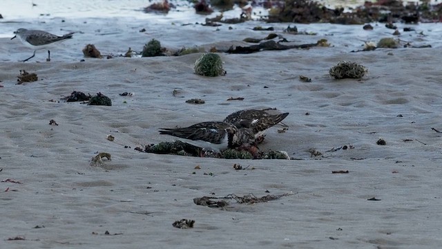 Harri-iraulari arrunta - ML647489854