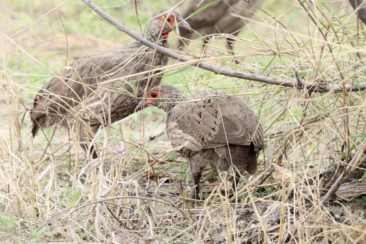 Swainson's Spurfowl - ML647489859