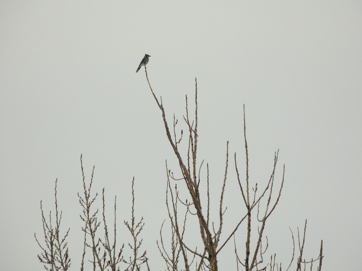 Blue Jay - ML647489869