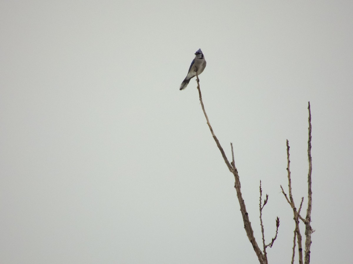 Blue Jay - ML647489870