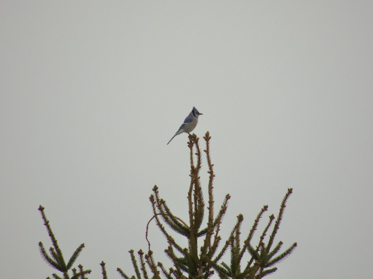 Blue Jay - ML647489874