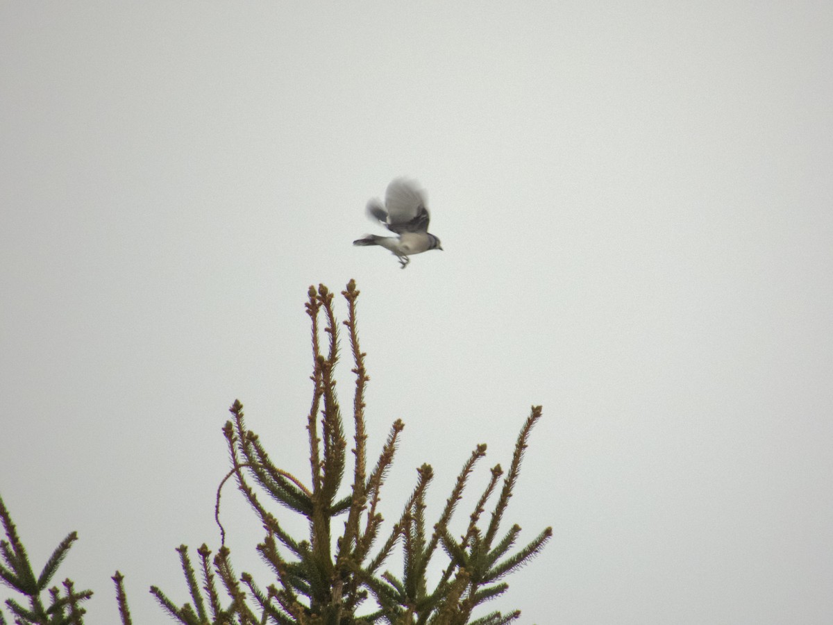 Blue Jay - ML647489875