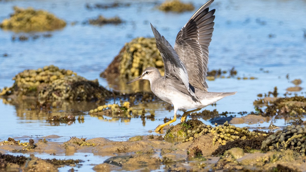Playero Siberiano - ML647489876