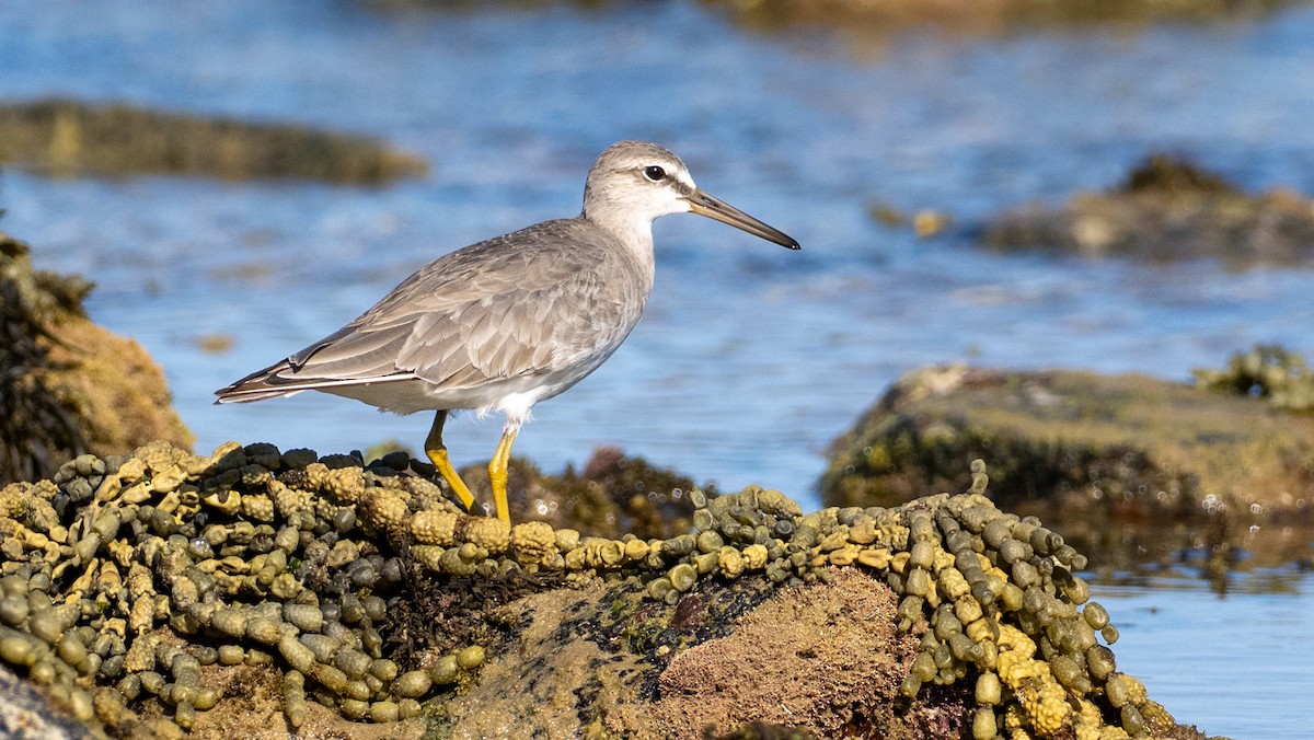 Playero Siberiano - ML647489877
