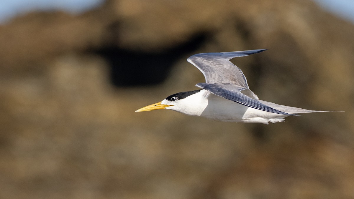 Common Tern - ML647489883
