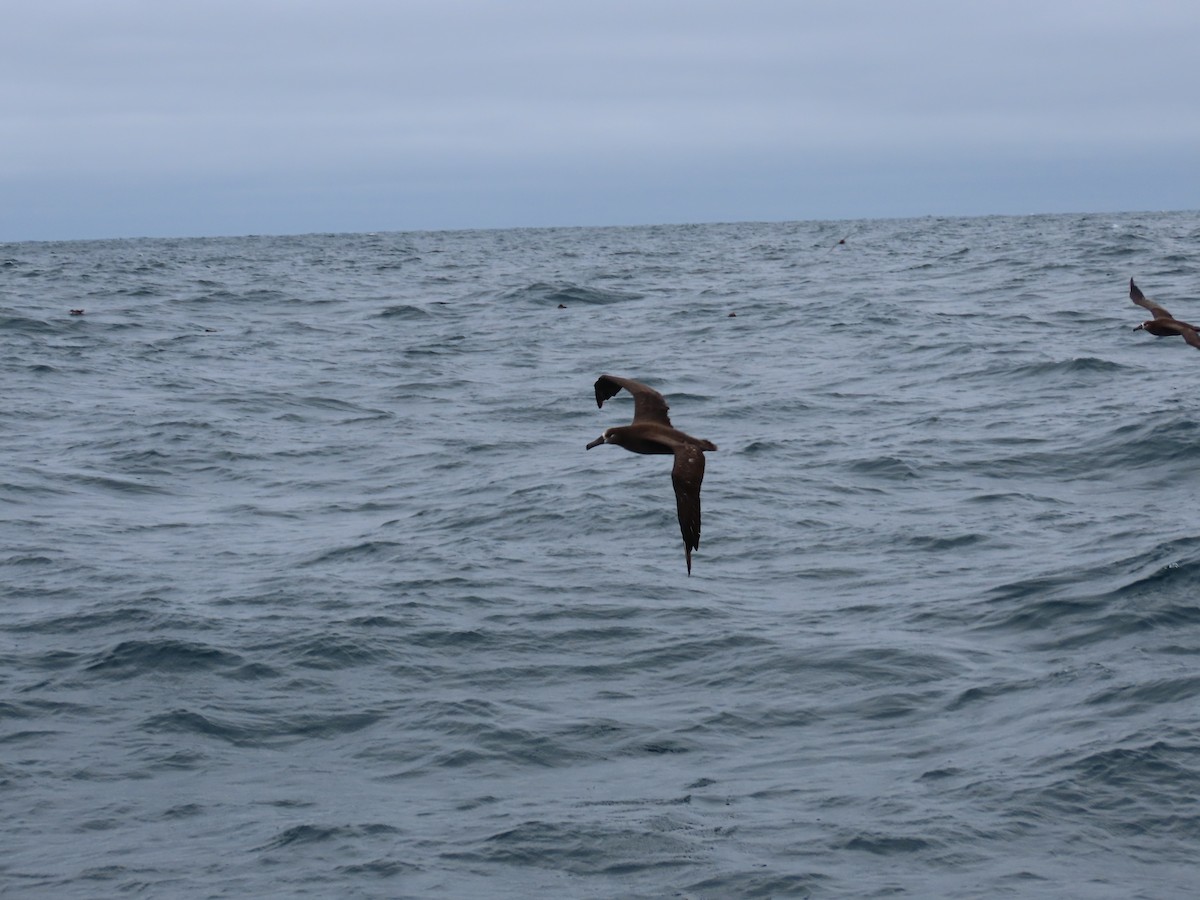 Black-footed Albatross - ML647489917