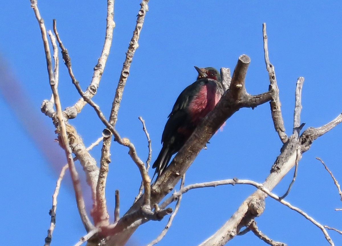Lewis's Woodpecker - ML647489921