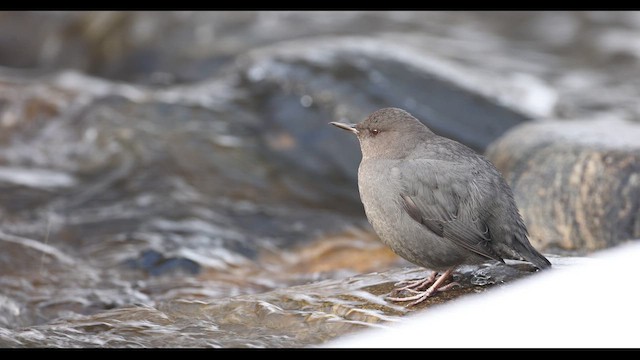 Ur-zozo iparramerikarra - ML647489941