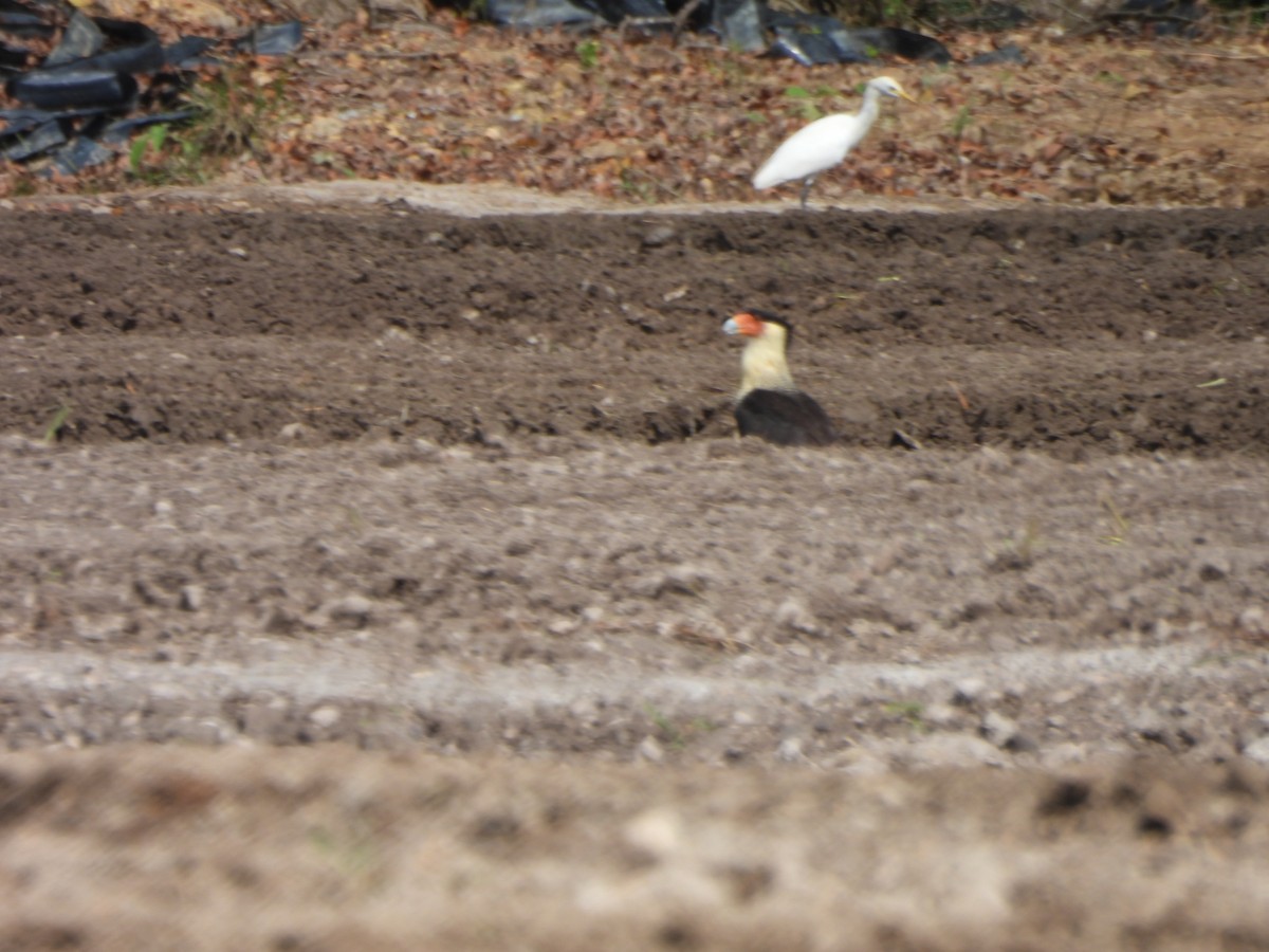Crested Caracara (Northern) - ML647489947
