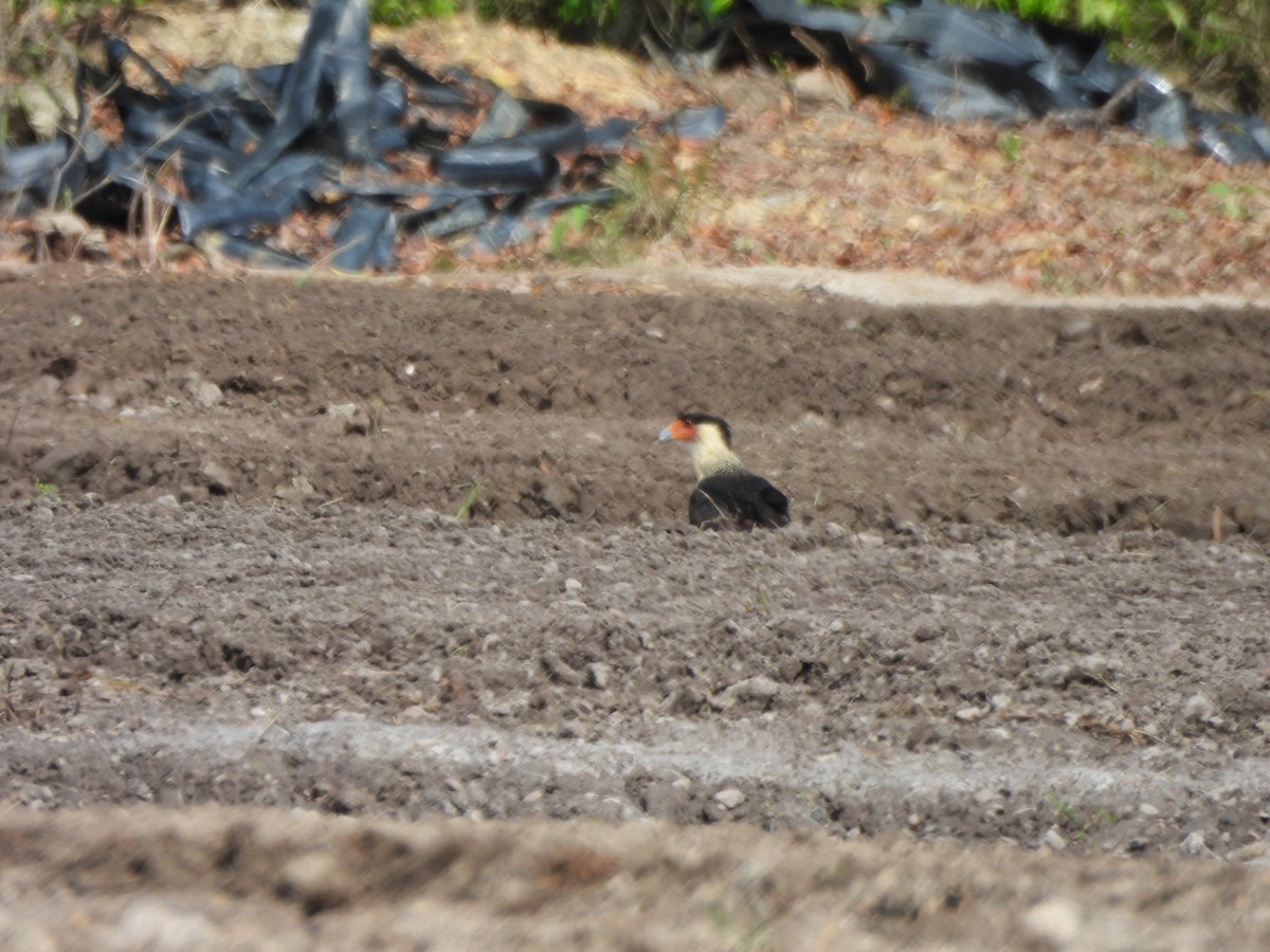 Crested Caracara (Northern) - ML647489948