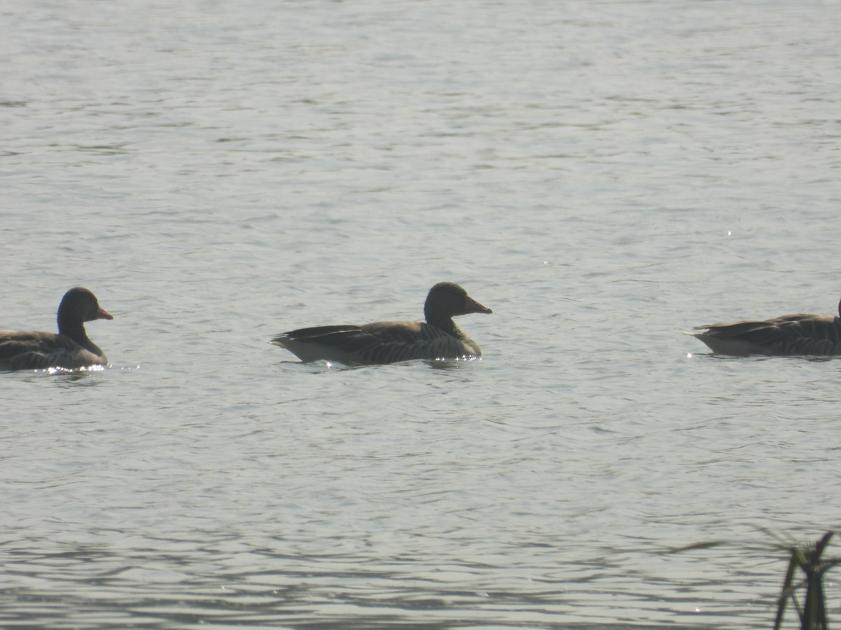 灰雁 - ML647489956