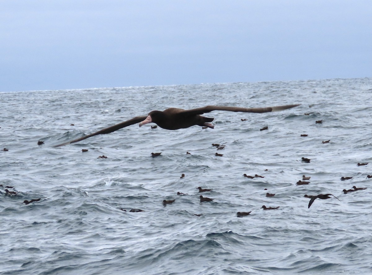 Short-tailed Albatross - ML647489970