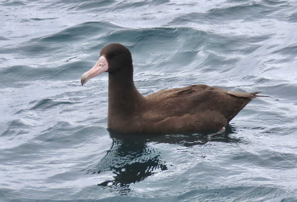 Short-tailed Albatross - ML647489971