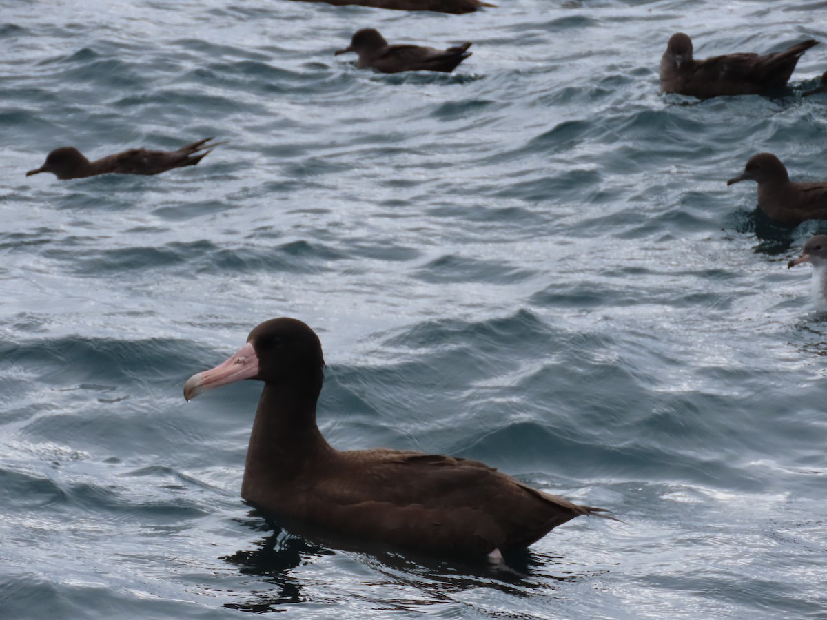 Short-tailed Albatross - ML647489972